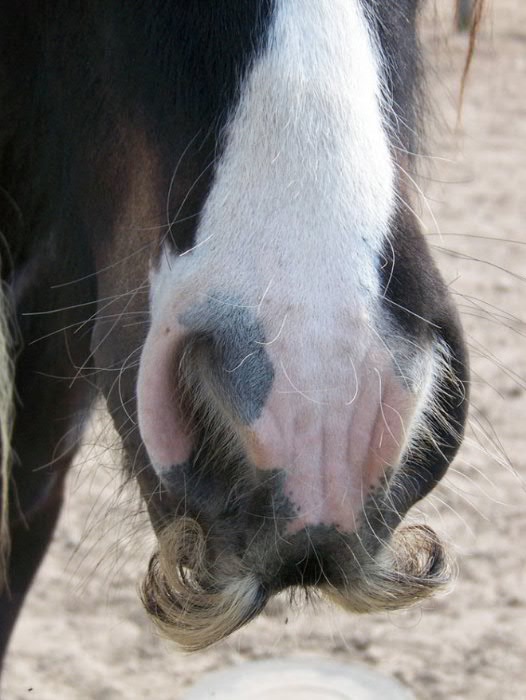 awkward-horse-mustache1.jpg